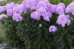 Phlox paniculata 'Opalescence' 